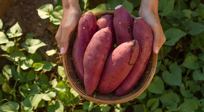 Farmer hold Fresh sweet potato product in wood basket with green leaf of sweet potato plant on background
