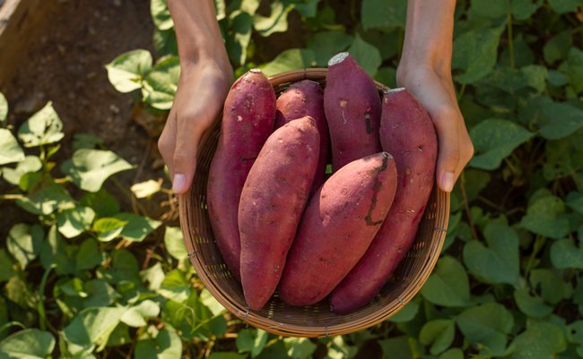 Farmer hold Fresh sweet potato product in wood basket with green leaf of sweet potato plant on background