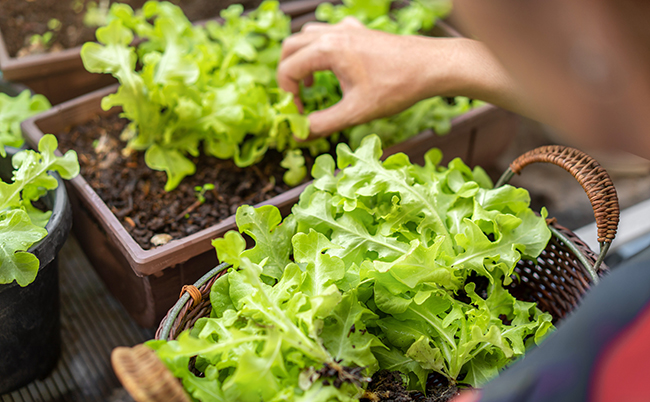 Asian,Woman,Gardener,Picking,Organic,Salad,Plant,In,Plastic,Plant