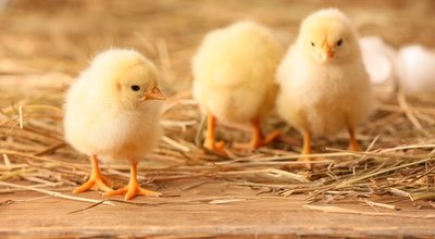 Cute,Little,Chicks,On,The,Farm