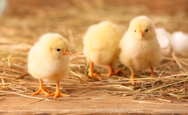 Cute,Little,Chicks,On,The,Farm