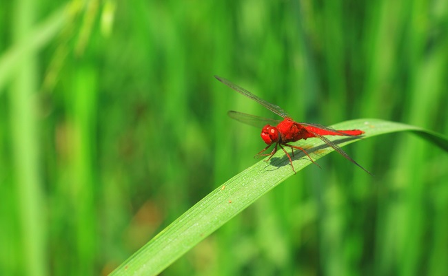 Red,Dragonfly