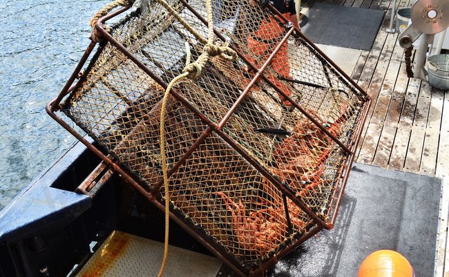 Alaskan,King,Crab,Caught,In,600,Lb.,Pot,Off,The