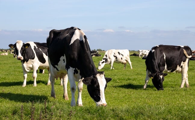 Black,And,White,Holstein,Friesian,Cattle,Cows,Grazing,On,Farmland.