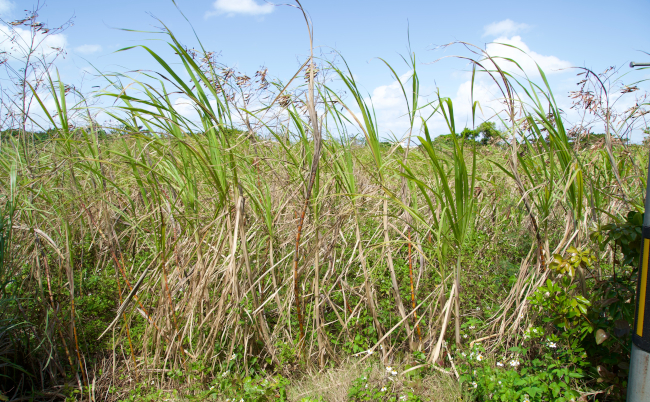 Grass,As,Tall,As,A,Man,Is,Overgrown.