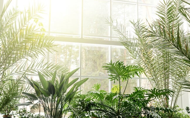Green,Plants,In,Botanical,Garden,Indoor.,Sunshine,In,Panoramic,Window.