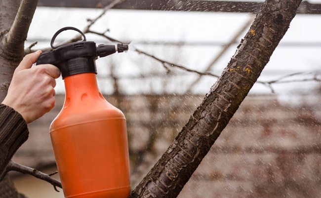 Spraying,Fruit,Tree,With,Organic,Pesticide,Or,Insecticide,In,Winter