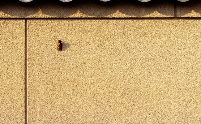 Brown,Cicada,And,Earthen,Wall,In,The,Japanese,Summer,Evening