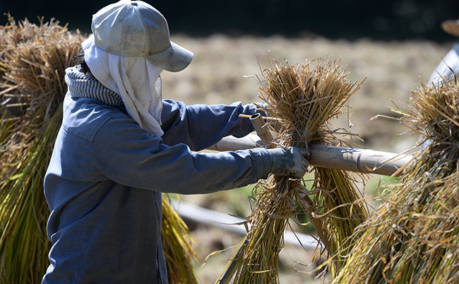 20240924agriculture_eye