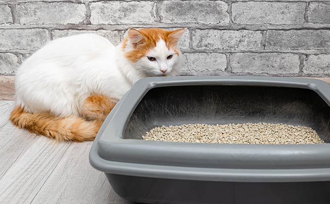 image by: Oleg Opryshko / Shutterstock.com