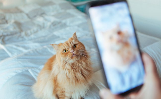 Cat,Posing,For,A,Picture,Taking,By,The,Phone