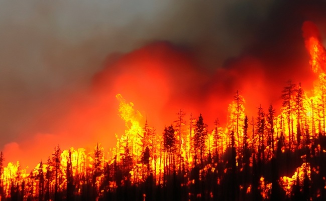Wildfire.,Palisades.,Forest,Fire.,Forest.,Forest,Fire,In,Progress.,Fire.