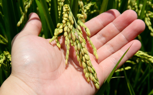 Holding,And,Exhibit,The,High,Quality,Of,The,Foliage,Of