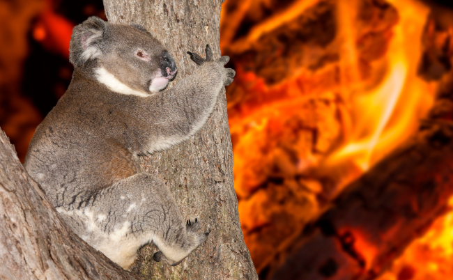 Yelling,Crying,Koala,In,Australia,Bush,Fire