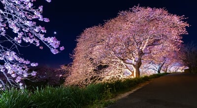 Illumination,Of,Kawazu,Cherry,Blossoms,In,Minamiizu,Town,,Kamo,District,