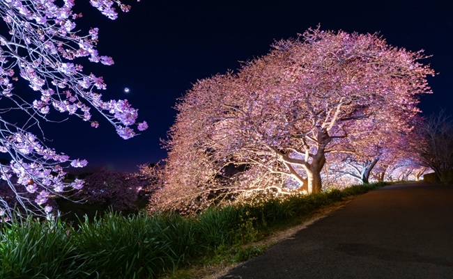 Illumination,Of,Kawazu,Cherry,Blossoms,In,Minamiizu,Town,,Kamo,District,