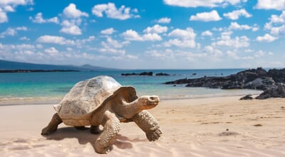 Galapagos,Islands.,Galapagos,Tortoise.,Big,Turtle.,Ecuador.