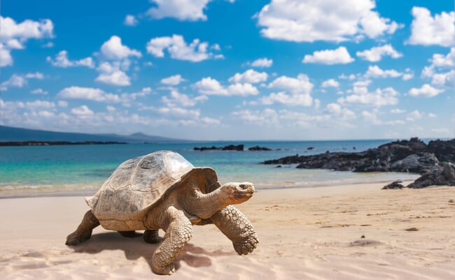 Galapagos,Islands.,Galapagos,Tortoise.,Big,Turtle.,Ecuador.