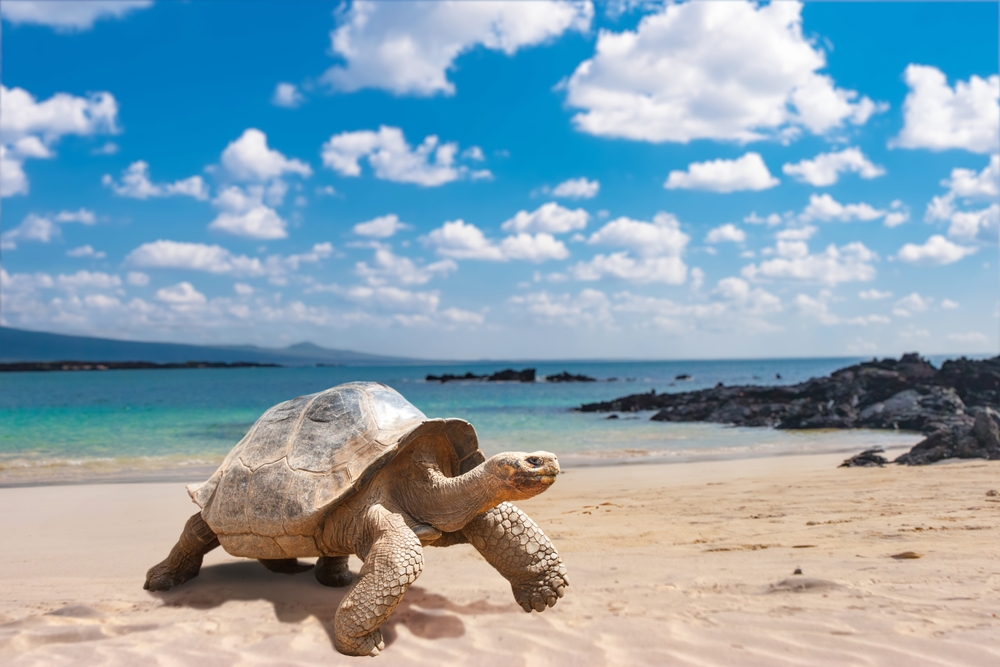 Galapagos,Islands.,Galapagos,Tortoise.,Big,Turtle.,Ecuador.