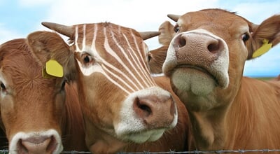 Standing,Out,From,The,Crowd,Concept,With,Zebra,Markings,On