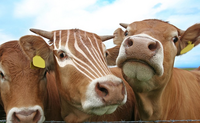 Standing,Out,From,The,Crowd,Concept,With,Zebra,Markings,On