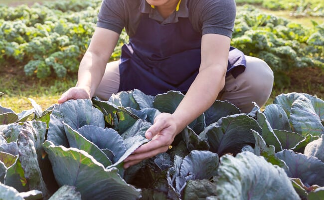 Portrait,Of,Happy,Sme,Owner,Asian,Man,Working,In,Gardening