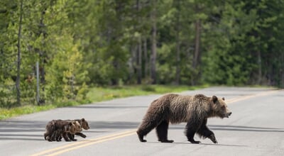 Usa,,Wyoming,,Grand,Teton,National,Park.,Grizzly,Bear,Sow,With
