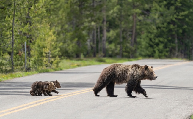 Usa,,Wyoming,,Grand,Teton,National,Park.,Grizzly,Bear,Sow,With