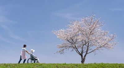 Two,People,In,Wheelchairs,Walking,To,See,Cherry,Blossoms,Under