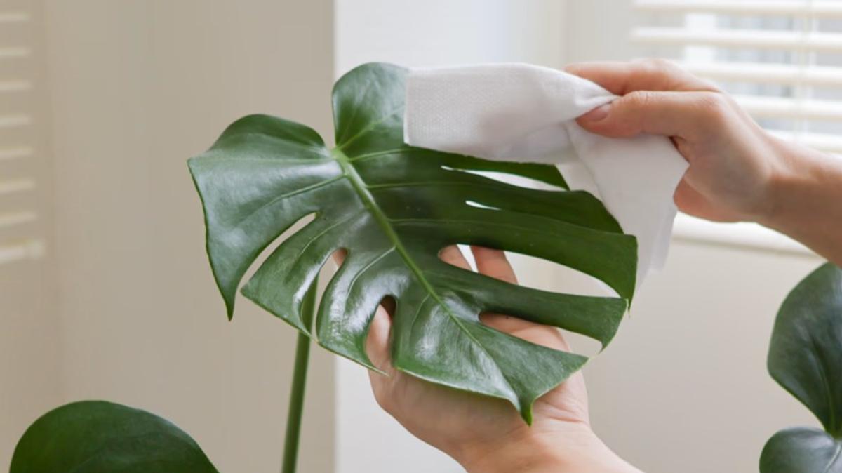 roomie_20250502-mio-theplants-wiper-03.jpg