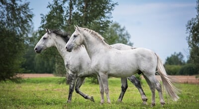 Two,White,Horses,On,The,Pasture