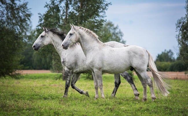 Two,White,Horses,On,The,Pasture