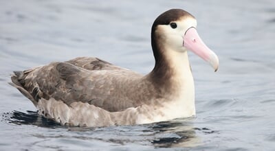 Short-tailed,Albatross,(diomedea,Albatrus),In,Japan