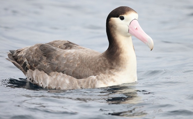 Short-tailed,Albatross,(diomedea,Albatrus),In,Japan