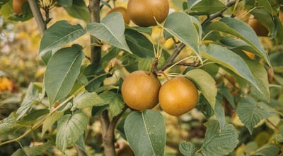 Nashi,Pyrus,Pyrifolia,-,Ripe,Asian,Japanese,Korean,Chinese,Pear
