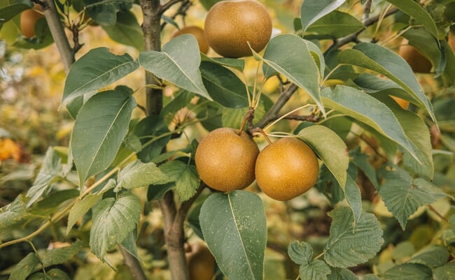 Nashi,Pyrus,Pyrifolia,-,Ripe,Asian,Japanese,Korean,Chinese,Pear